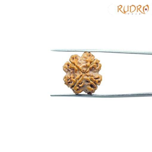 4-Mukhi-Rudraksha-Nepal-18.75-MM-FP-C.jpg