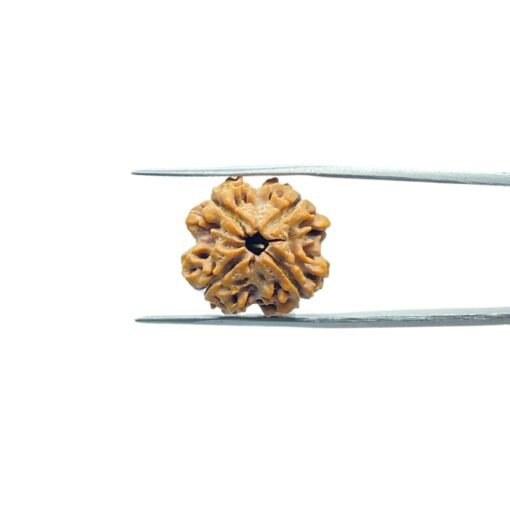 4-Mukhi-Rudraksha-Nepal-18.75-Mm-Mp-C.jpg