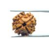 4 Mukhi Rudraksha Nepal - ( 18.85 Mm )