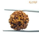 4 Mukhi Rudraksha Nepal - ( 18.85 Mm )