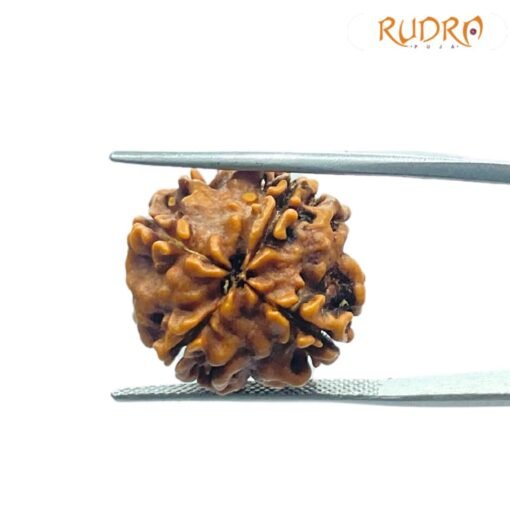 4 Mukhi Rudraksha Nepal - ( 18.85 Mm )