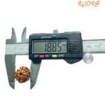4 Mukhi Rudraksha Nepal - ( 18.85 Mm )
