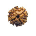 4 Mukhi Rudraksha Nepal - ( 18.85 Mm )