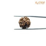 4-Mukhi-Rudraksha-Nepal-18.90-MM-FP-C.jpg