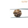 4-Mukhi-Rudraksha-Nepal-18.90-Mm-Fp-C-2.Jpg