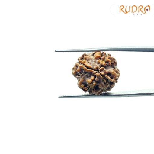 4-Mukhi-Rudraksha-Nepal-18.90-Mm-Fp-C-2.Jpg