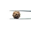 4-Mukhi-Rudraksha-Nepal-18.90-Mm-Mp-C.jpg
