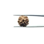 4-Mukhi-Rudraksha-Nepal-18.90-MM-MP-C.jpg