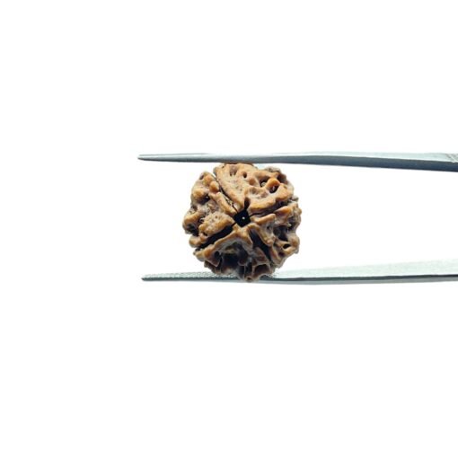 4-Mukhi-Rudraksha-Nepal-18.90-Mm-Mp-C.jpg
