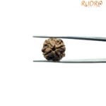 4-Mukhi-Rudraksha-Nepal-18.90-Mm-Rp-C.jpg
