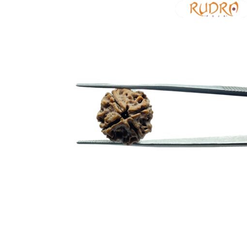 4-Mukhi-Rudraksha-Nepal-18.90-Mm-Rp-C.jpg