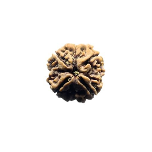 4 Mukhi Rudraksha Nepal - 19.68 MM