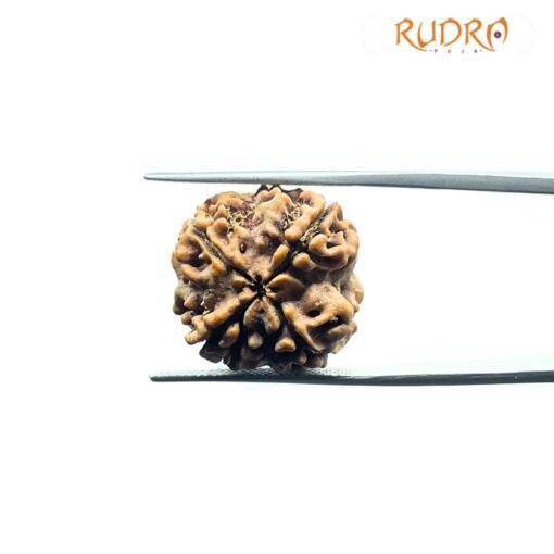 4 Mukhi Rudraksha Nepal - 19.68 MM