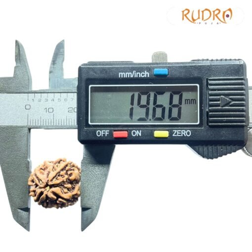 4 Mukhi Rudraksha Nepal - 19.68 MM