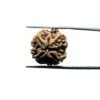 4 Mukhi Rudraksha Nepal - 19.68 Mm