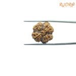 4-Mukhi-Rudraksha-Nepal-19.75-Mm-Bp-C.jpg