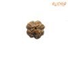 4-Mukhi-Rudraksha-Nepal-19.75-Mm-Fp-C.jpg