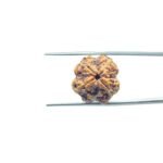 4-Mukhi-Rudraksha-Nepal-19.75-MM-MP-C.jpg