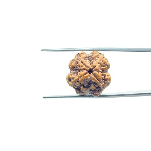 4-Mukhi-Rudraksha-Nepal-19.75-Mm-Mp-C.jpg