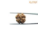 4-Mukhi-Rudraksha-Nepal-19.75-MM-RP-C.jpg