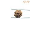 4-Mukhi-Rudraksha-Nepal-20.35-Mm-Fp-C.jpg