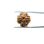 4-Mukhi-Rudraksha-Nepal-20.35-MM-MP-C.jpg