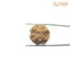 4 Mukhi Rudraksha Nepal - ( 20.45 Mm ) 10 4-Mukhi-Rudraksha-Nepal-20.45-Mm-Bp-C.jpg