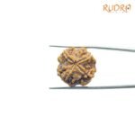 4-Mukhi-Rudraksha-Nepal-20.45-MM-BP-C.jpg