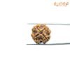 4 Mukhi Rudraksha Nepal - ( 20.45 Mm ) 11 4-Mukhi-Rudraksha-Nepal-20.45-Mm-Fp-C.jpg