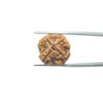 4-Mukhi-Rudraksha-Nepal-20.45-MM-MP-C.jpg