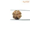 4 Mukhi Rudraksha Nepal - ( 20.45 Mm ) 12 4-Mukhi-Rudraksha-Nepal-20.45-Mm-Rp-C.jpg