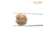 4-Mukhi-Rudraksha-Nepal-21.05-MM-BP-C.jpg