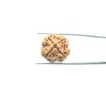 4-Mukhi-Rudraksha-Nepal-21.05-MM-MP-C.jpg