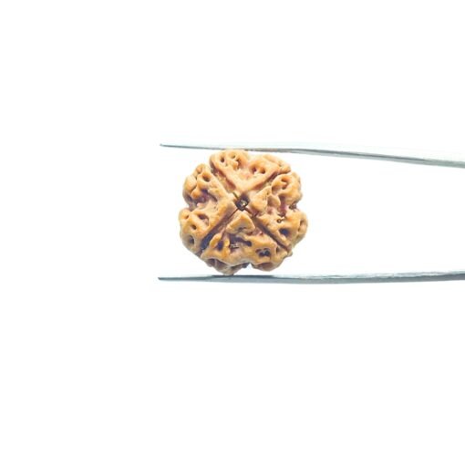4-Mukhi-Rudraksha-Nepal-21.05-Mm-Mp-C.jpg