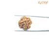 4-Mukhi-Rudraksha-Nepal-21.05-Mm-Rq.jpg