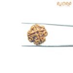 4-Mukhi-Rudraksha-Nepal-21.05-Mm-Rq.jpg