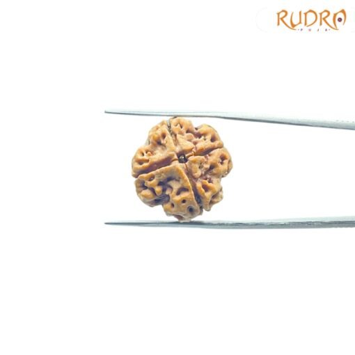 4-Mukhi-Rudraksha-Nepal-21.05-Mm-Rq.jpg