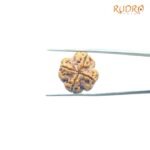 4-Mukhi-Rudraksha-Nepal-21.05-Mm-Suv.jpg