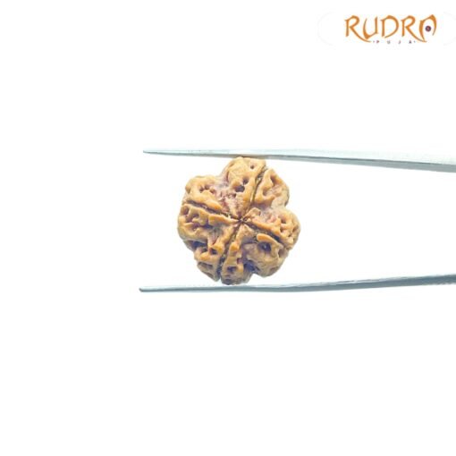 4-Mukhi-Rudraksha-Nepal-21.05-Mm-Suv.jpg