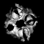 4 Mukhi Rudraksha 18.85 Mm X-Ray