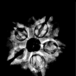 Original Rudraksha 5 Mukhi Nepal - (22.26 mm)