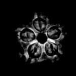 5 Mukhi Rudraksha Nepal - (18.70 Mm) X-Ray