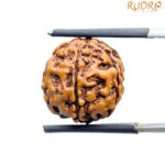 5 Mukhi Rudraksha Nepal - (17.12 mm)