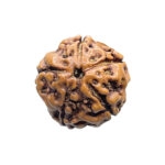 5 Mukhi Rudraksha Nepal - (17.12 mm)