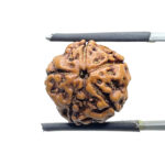 5 Mukhi Rudraksha Nepal - (17.12 mm)
