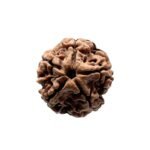 5 Mukhi Rudraksha Nepal - (18.70 Mm)