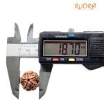 5 Mukhi Rudraksha Nepal - (18.70 Mm)