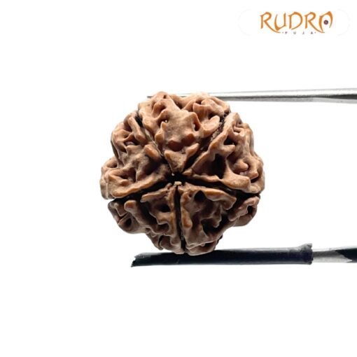 5 Mukhi Rudraksha Nepal - (19.18 mm)