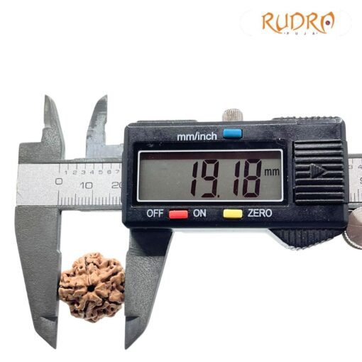 5 Mukhi Rudraksha Nepal - (19.18 mm)