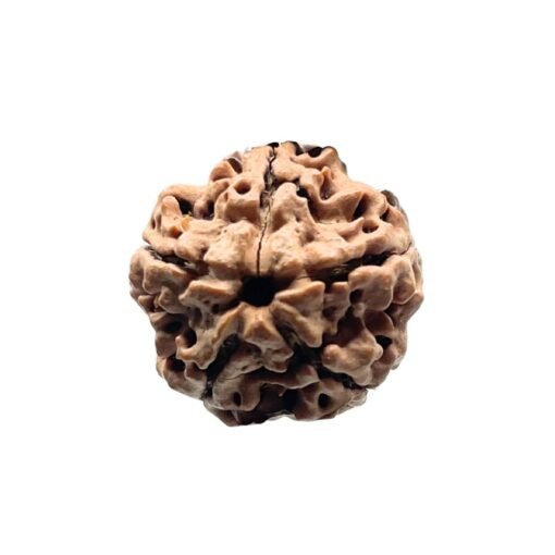 5 Mukhi Rudraksha Nepal - (19.18 mm)